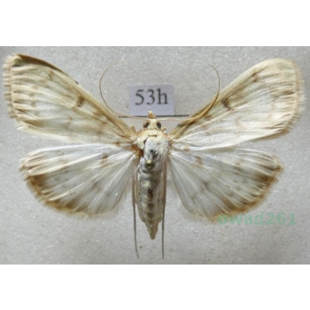 Patania ruralis (Scopoli, 1763) Boczanka brązowianka Czech53h